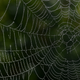 Image for article titled Spiders Weave Intricate Insect-Catching Nets Hugely Bigger Than Themselves